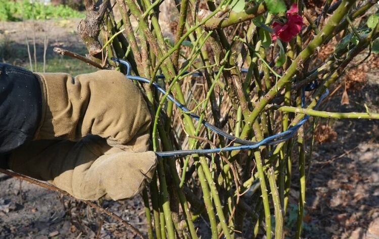 cendres de bois sur rosiers