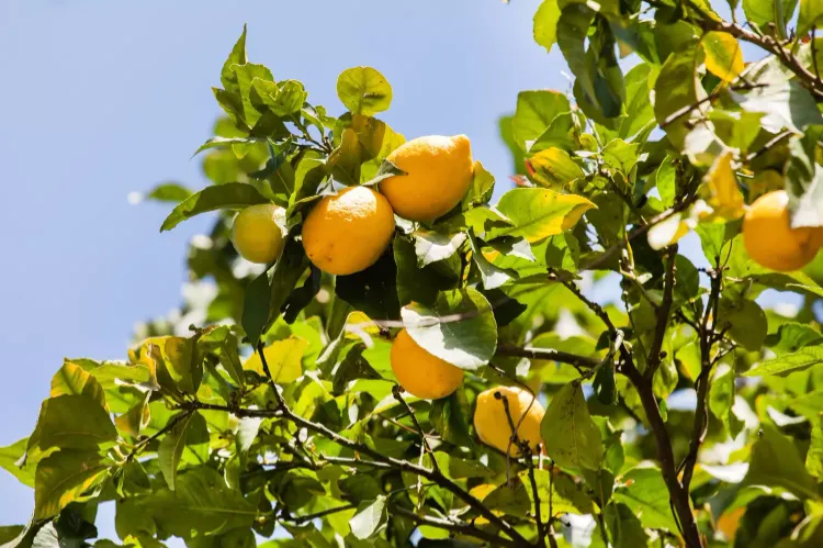 citronnier 4 saisons comment en prendre soin 2022 