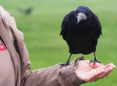 comment apprivoiser un corbeau etapes a suivre