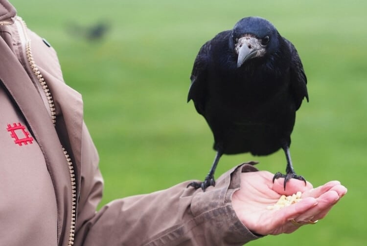 comment apprivoiser un corbeau etapes a suivre