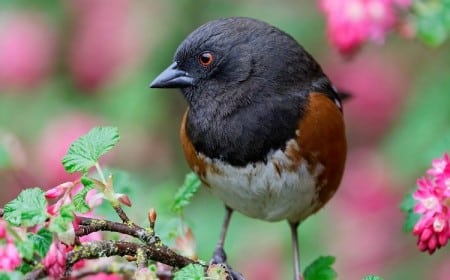 comment apprivoiser un oiseau