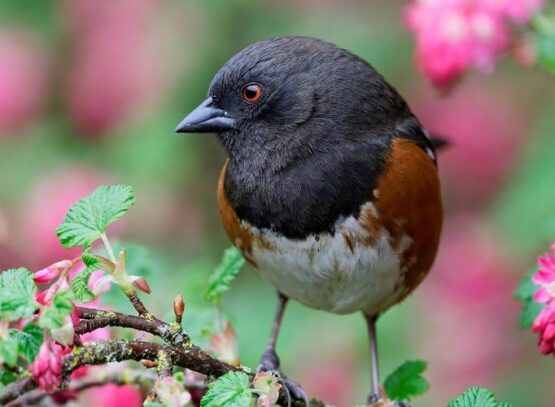 comment apprivoiser un oiseau