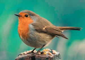comment apprivoiser un rouge gorge