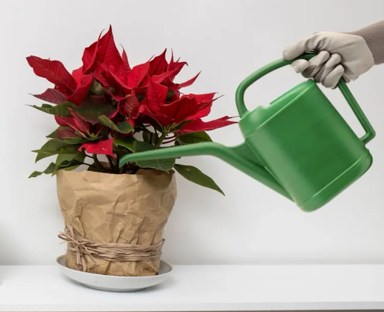 comment arroser le poinsettia 2022