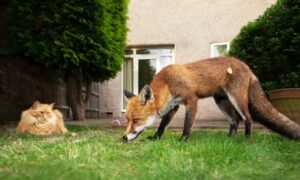 comment chasser un renard déteste mauvaises odeurs mettre tanière encourager quitter