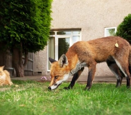 comment chasser un renard déteste mauvaises odeurs mettre tanière encourager quitter