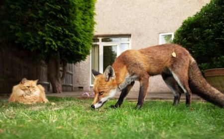 comment chasser un renard déteste mauvaises odeurs mettre tanière encourager quitter