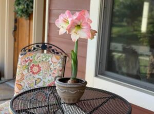 comment conserver l'amaryllis après floraison diviser soins trois étapes éviter former graines
