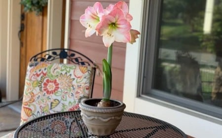comment conserver l'amaryllis après floraison diviser soins trois étapes éviter former graines
