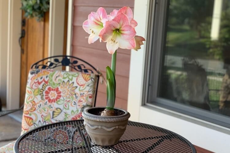 comment conserver l'amaryllis après floraison diviser soins trois étapes éviter former graines