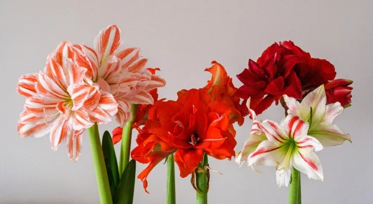 comment conserver l'amaryllis après floraison suivre cycle vie véritable dormance manque