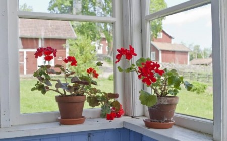 comment conserver les géraniums en hiver aiment soleil non excessif arrosage modéré