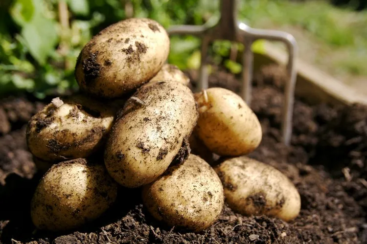 comment conserver les pommes de terre dans la terre trucs et astuces construire une fosse méthode de stockage traditionnelle