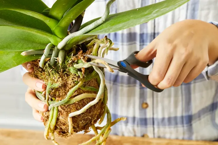 comment couper les racines des orchidées 2022