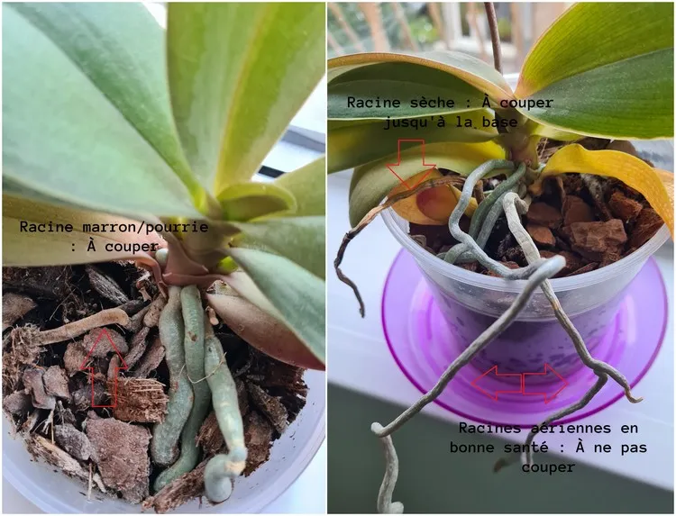 comment couper les racines des orchidées nettoyage réussi bons gestes à adopter