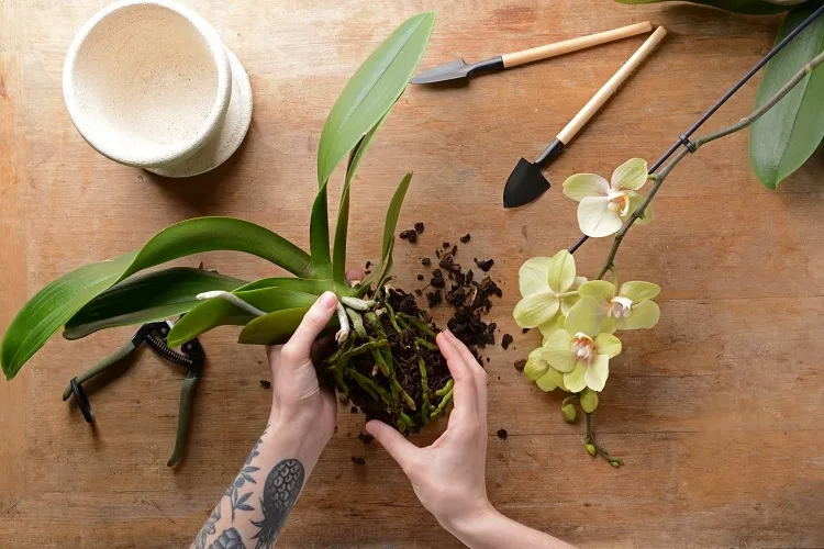 comment couper les racines des orchidées