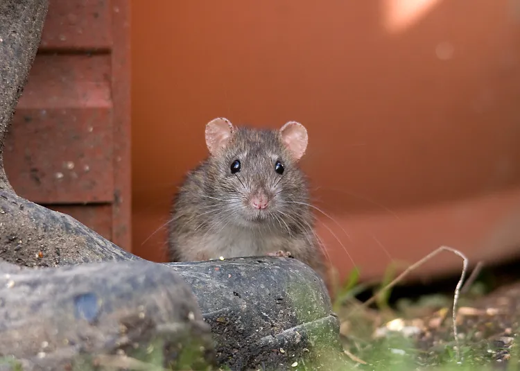 comment débarrasser rats dans jardin quels moyens pour repousser toujours