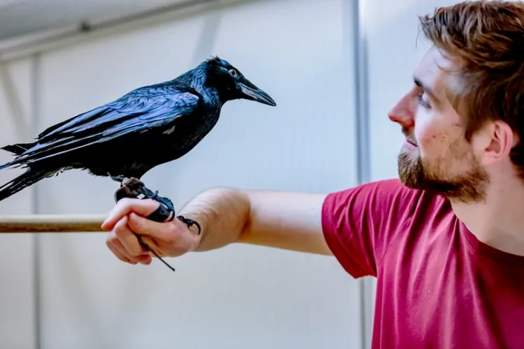 comment devenir ami avec un corbeau