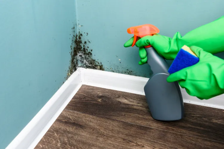 comment enlever moisissure sur mur quels produits nettoyer prévenir retour