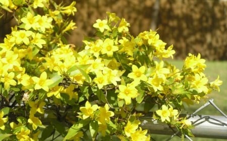comment entretenir le jasmin d'hiver floraison abondante attire propriétaires beaux jardins