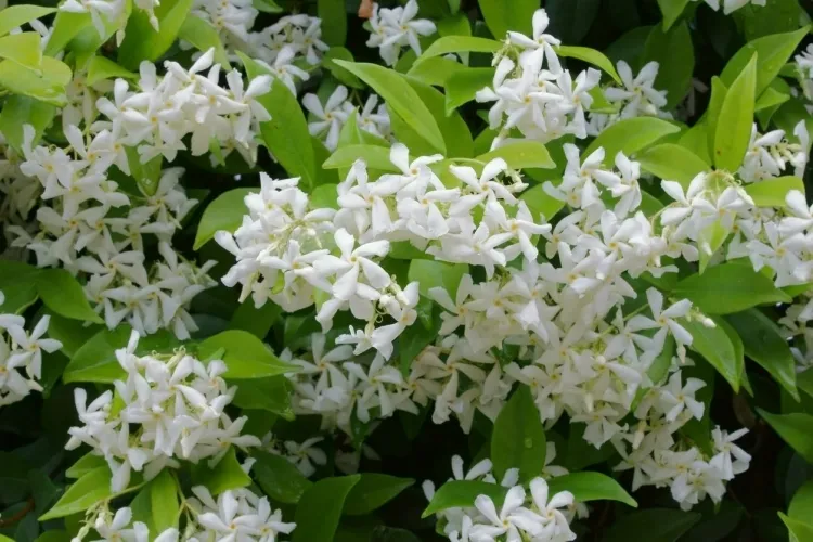 comment entretenir le jasmin d'hiver petites fleurs blanches émane odeur florale particulière