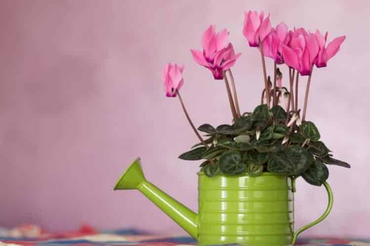 comment entretenir un cyclamen à l'intérieur couleur estompe arrosage excessif sécheresse sol