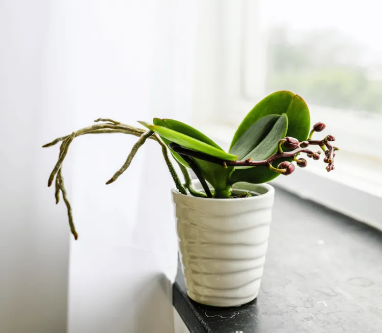 comment entretenir une orchidée en hiver arrosage rempotage entretien