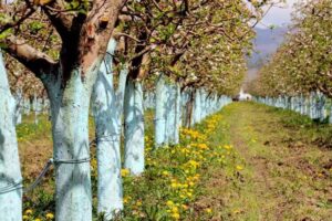 comment fabriquer lait chaux blanc arboricole maison quand chauler arbres traiter troncs