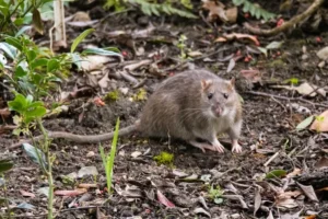 comment faire fuir les rats dans le jardin naturellement plantes qui éloignent les rats