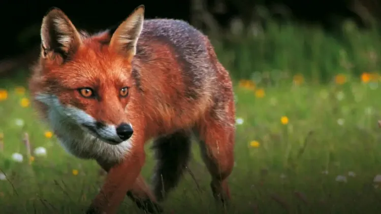 comment faire fuir un renard espèce menacée extinction inutile tuer chercher éloigner