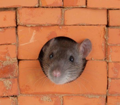 comment faire partir les rats des murs