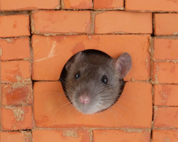 comment faire partir les rats des murs