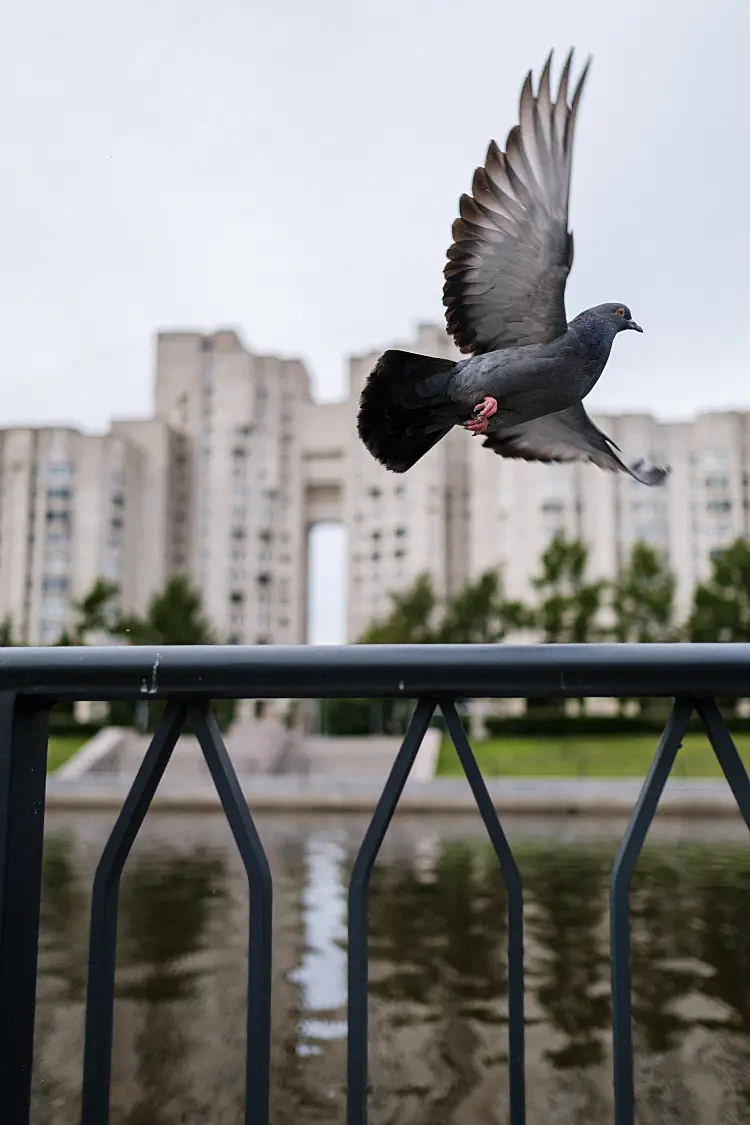 comment faire peur fuir les pigeons nid bleu nettoyage