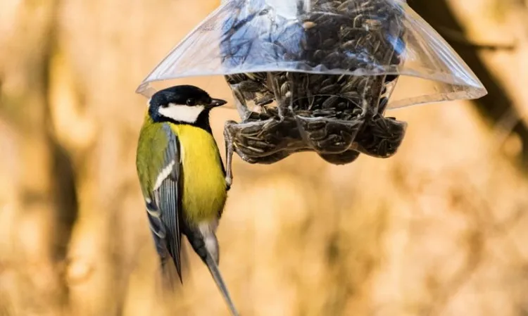 comment faire pour attirer les oiseaux sur une mangeoire 2022