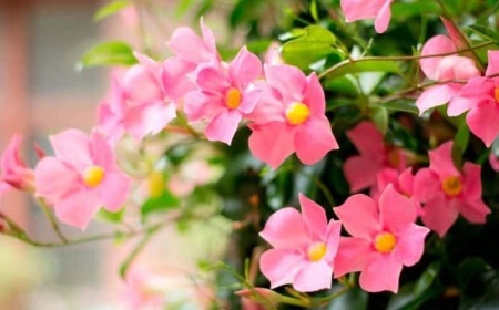 comment garder un dipladénia jardin 2022