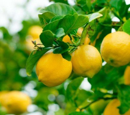 comment greffer un citronnier pour avoir de beaux citrons jardinage 2022
