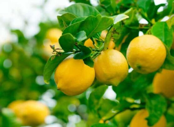 comment greffer un citronnier pour avoir de beaux citrons jardinage 2022