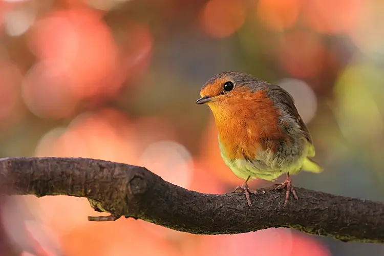 comment le rouge gorge passe hiver petit oiseau nature beau