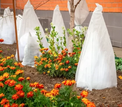 comment mettre un voile d'hivernage sur un arbre fruitier quand enlever conseils jardinage