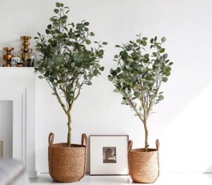 comment planter eucalyptus pot quelle terre arrosage taille hivernage astuces