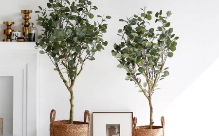 comment planter eucalyptus pot quelle terre arrosage taille hivernage astuces
