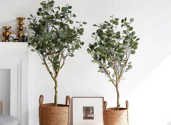 comment planter eucalyptus pot quelle terre arrosage taille hivernage astuces