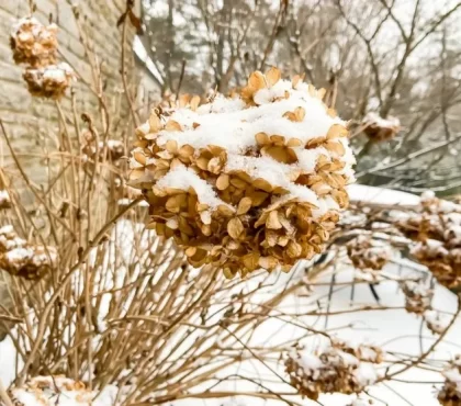 comment préparer les hortensias pour l'hiver est-ce que l'hortensia craint le gel