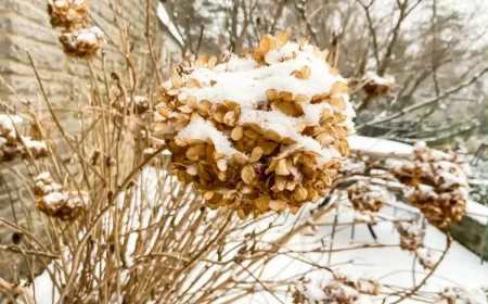 comment préparer les hortensias pour l'hiver est-ce que l'hortensia craint le gel