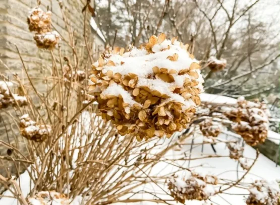 comment préparer les hortensias pour l'hiver est-ce que l'hortensia craint le gel