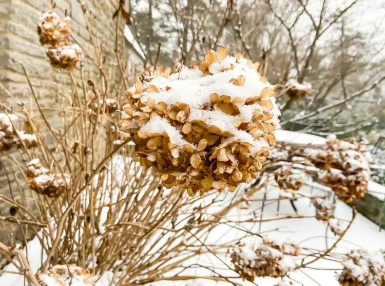 comment préparer les hortensias pour l'hiver est-ce que l'hortensia craint le gel