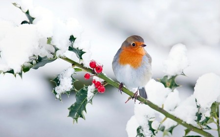 comment rouge-gorge passe l'hiver oiseau nature jardin