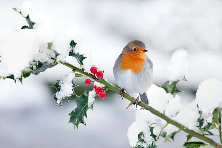 comment rouge-gorge passe l'hiver oiseau nature jardin