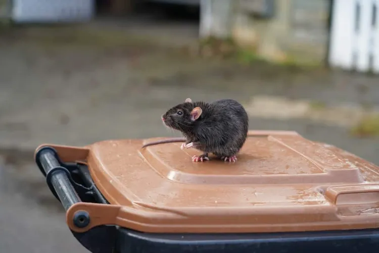 comment se débarrasser des rats dans le jardin quels moyens pour éloigner