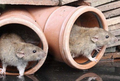 comment se débarrasser des rats dans le jardin quels moyens pour faire fuir